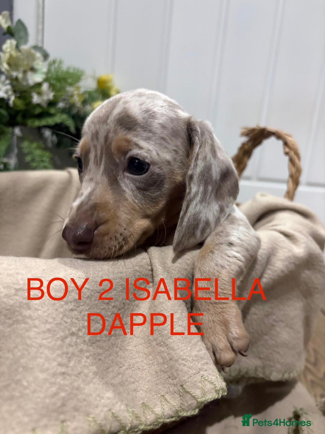 Miniature Dachshund dogs for sale: **MINIATURE DACHSHUND PUPPIES **  - Image 10