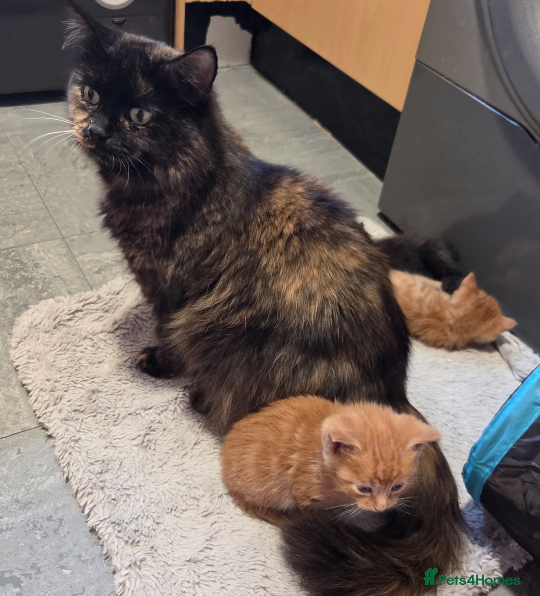 Mixed Breed cats for sale: Beautiful fluffy male kitten  - Advert 2