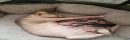 Sphynx cats for sale: Tica quality canadian sphynx kittens - Advert 16