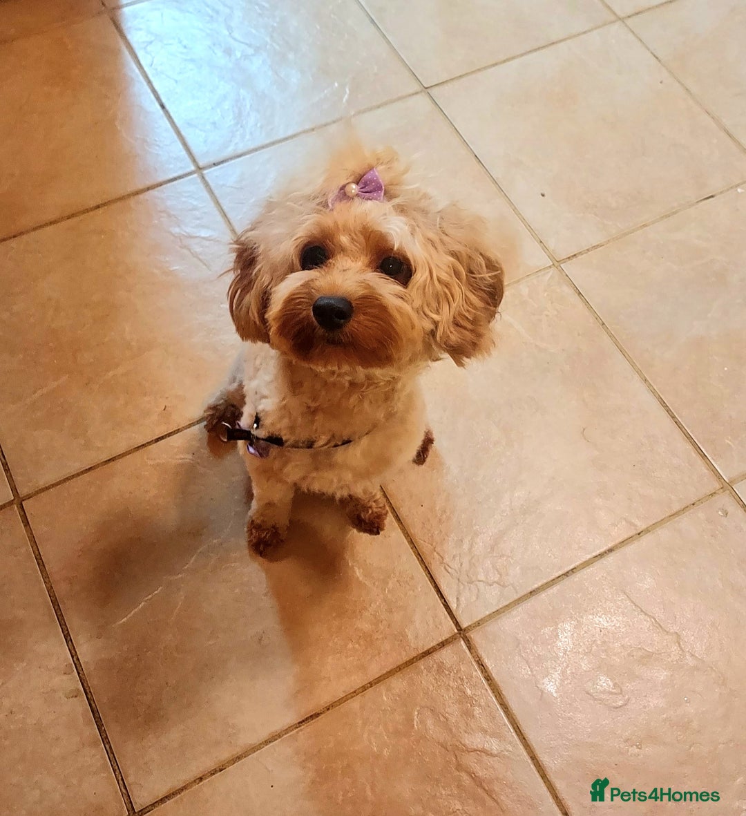 Cavapoo dogs for sale: TOY CAVAPOO GIRL 12 MONTHS  - Advert 3