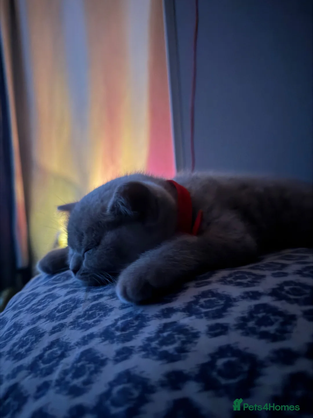 British Shorthair cats for sale: GCCF British Shorthair Lilac Kittens-Champion Line in Watford - Advert 1