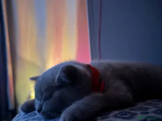 British Shorthair cats GCCF British Shorthair Lilac Kittens-Champion Line - Advert 1