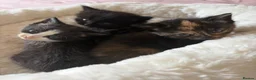 Mixed Breed cats for sale: Kittens - Advert 14