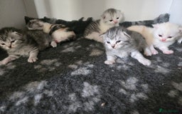 Persian cats for sale: Persian x fluffy kittens  - Image 27