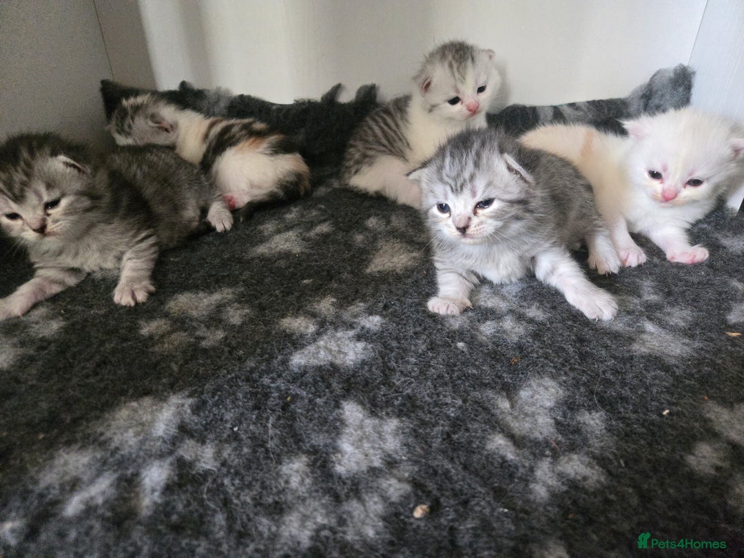 Persian cats for sale: Persian x fluffy kittens  - Image 27
