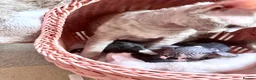 Devon Rex cats for sale: Very rare to see beautiful kittens  - Advert 6