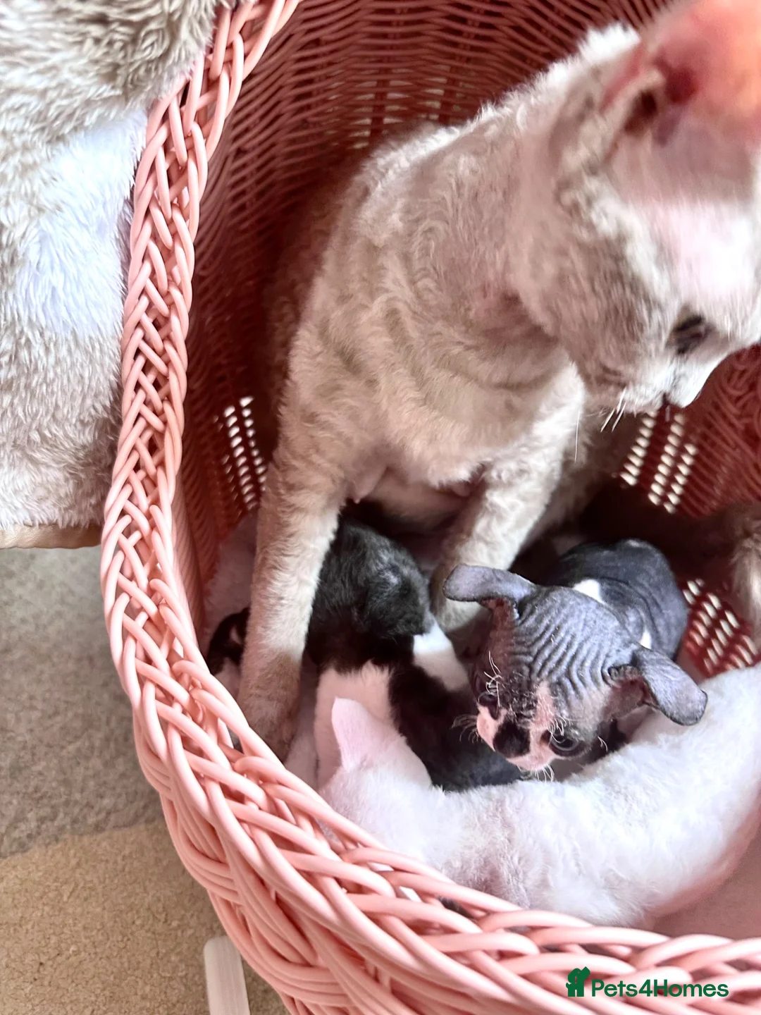 Devon Rex cats for sale: Very rare to see beautiful kittens  - Advert 6