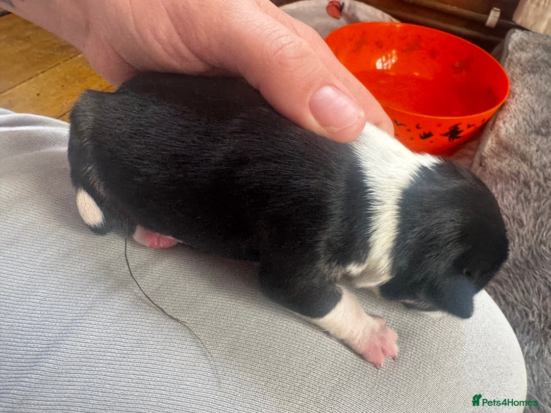 Mixed Breed dogs for sale: Pups for sale  - Image 4