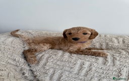 Cockapoo dogs for sale: Stunning F1B Merle Cockapoo Puppies!!!! - Image 22