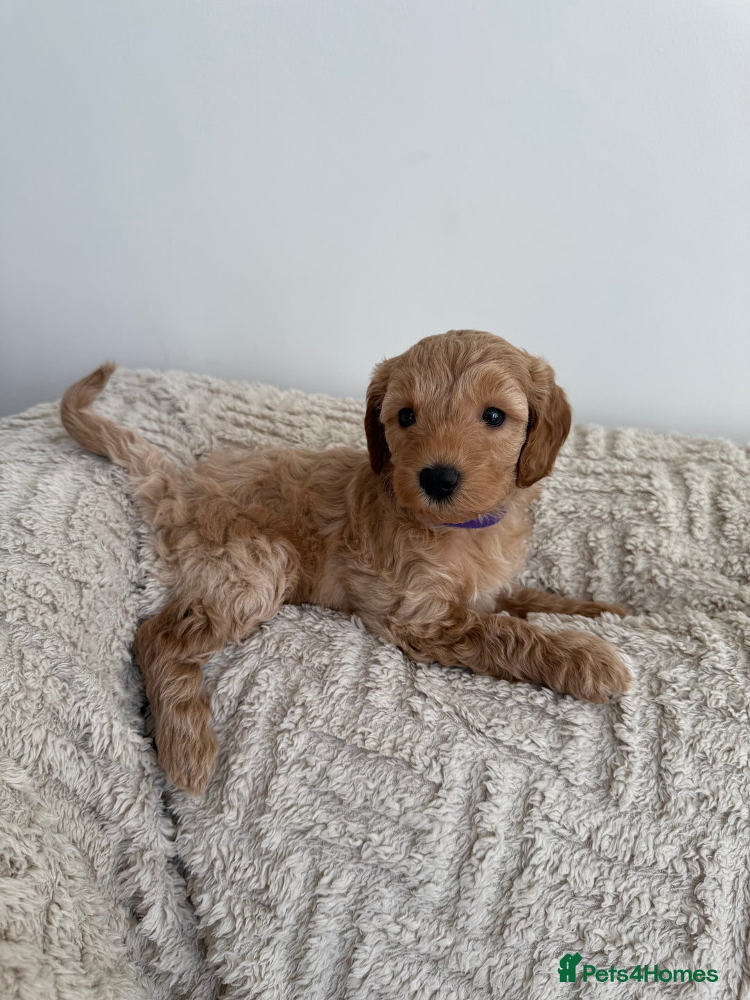 Cockapoo dogs for sale: Stunning F1B Merle Cockapoo Puppies!!!! - Image 22