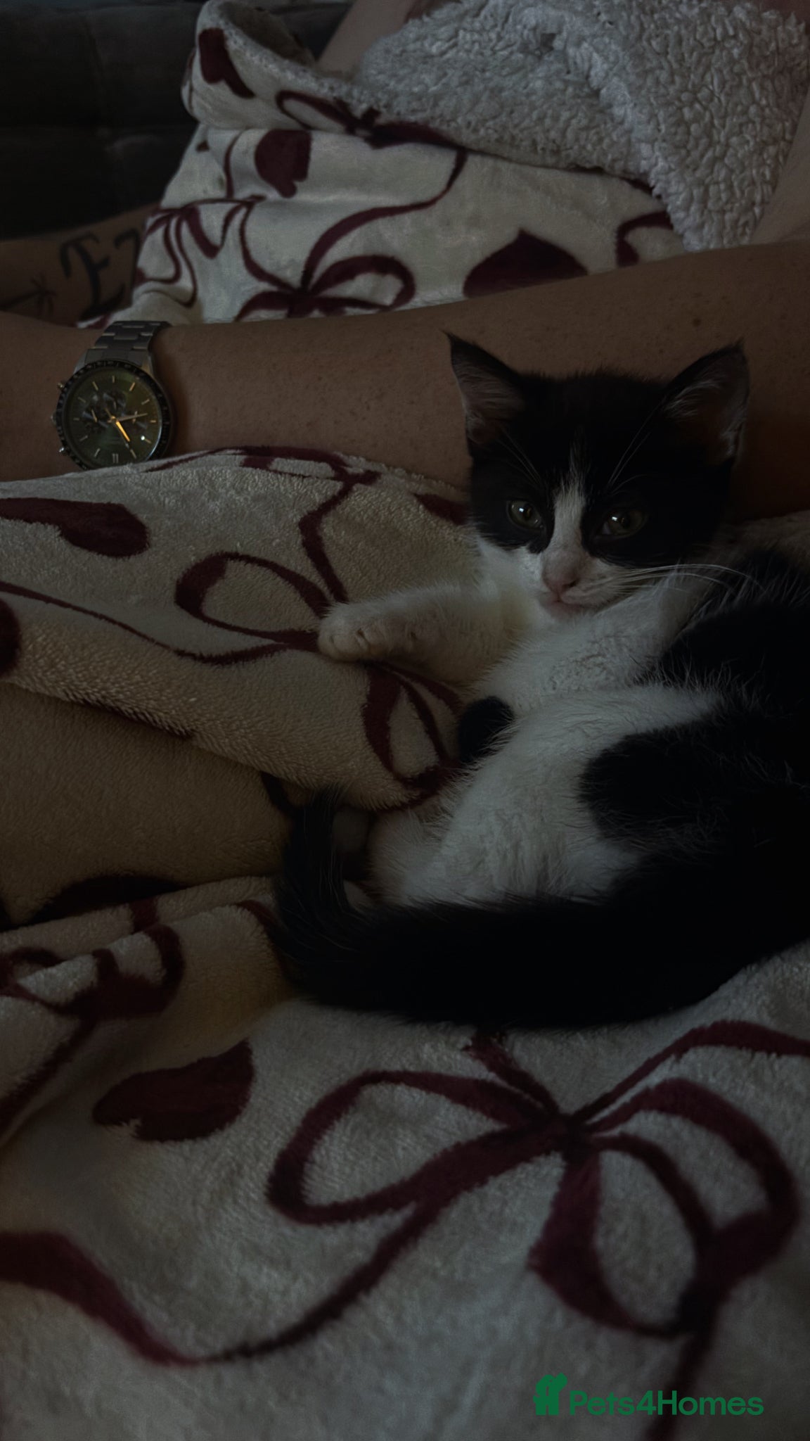 Mixed Breed cats for sale: Female kitten - Advert 5