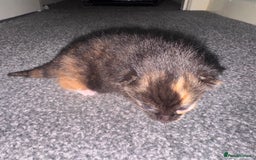 Domestic Shorthair cats for sale: Beautiful tortoiseshell domestic shorthair kitten - Image 5