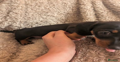 Miniature Dachshund dogs - Advert 1