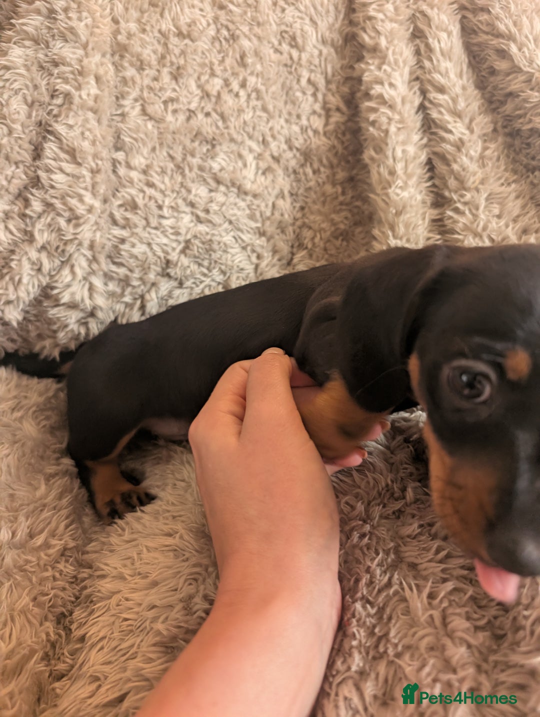 Miniature Dachshund dogs for sale: Stunning Miniature Daschounds Puppies  - Image 3