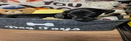 Dachshund dogs for sale: Dachshund puppies for sale - Advert 5