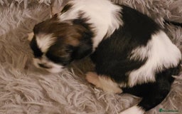 Mixed Breed dogs for sale: Shishon cross japanese chin  - Image 8