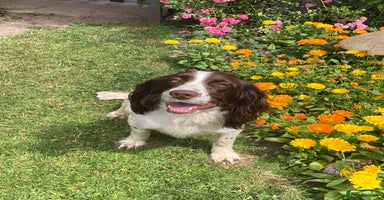 Sprocker dogs - Advert 10