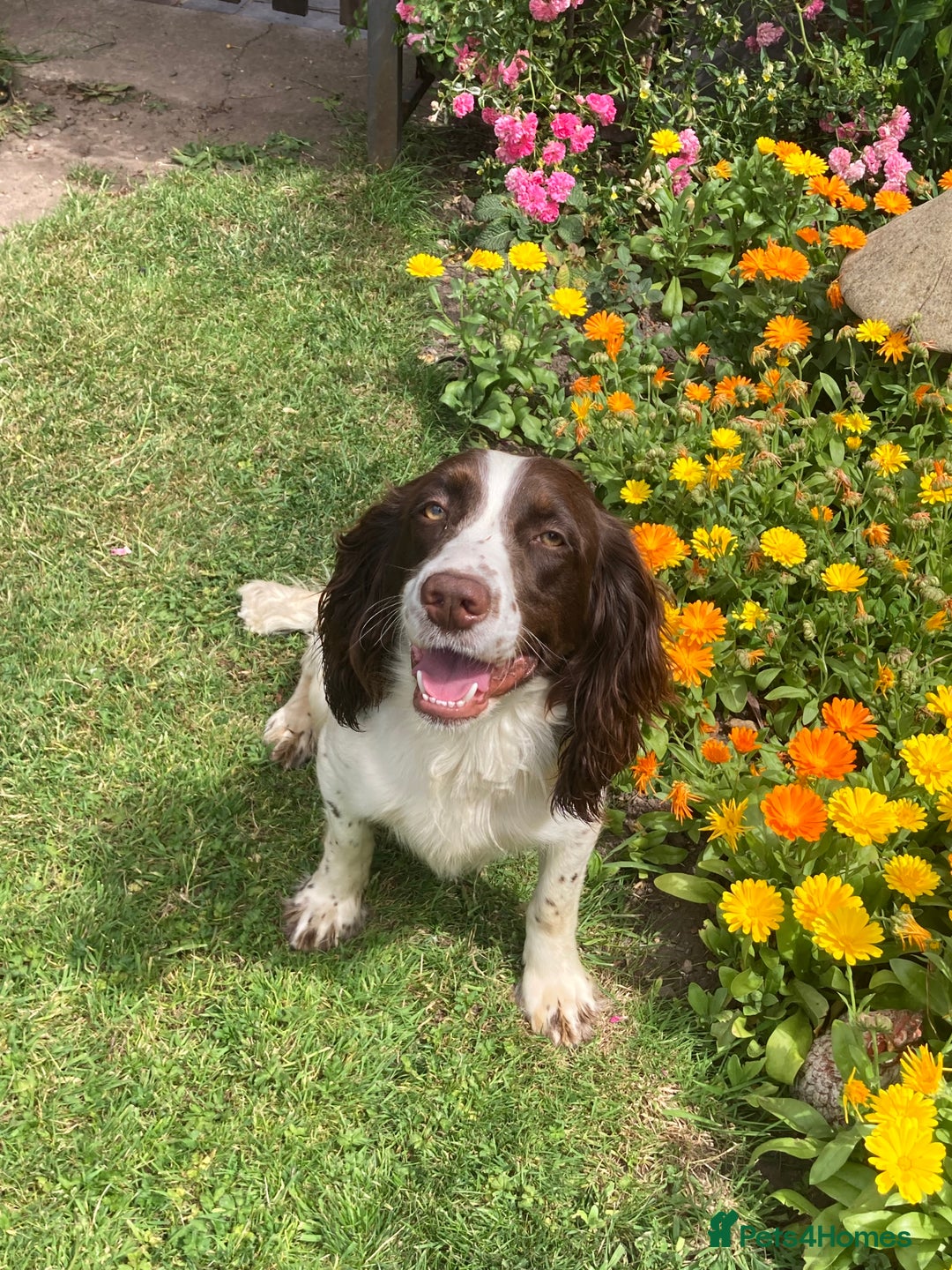 Sprocker dogs for stud: Working Liver and White Sprocker - Image 2