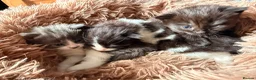 Mixed Breed cats for sale: Beautiful baby kittens  - Advert 8