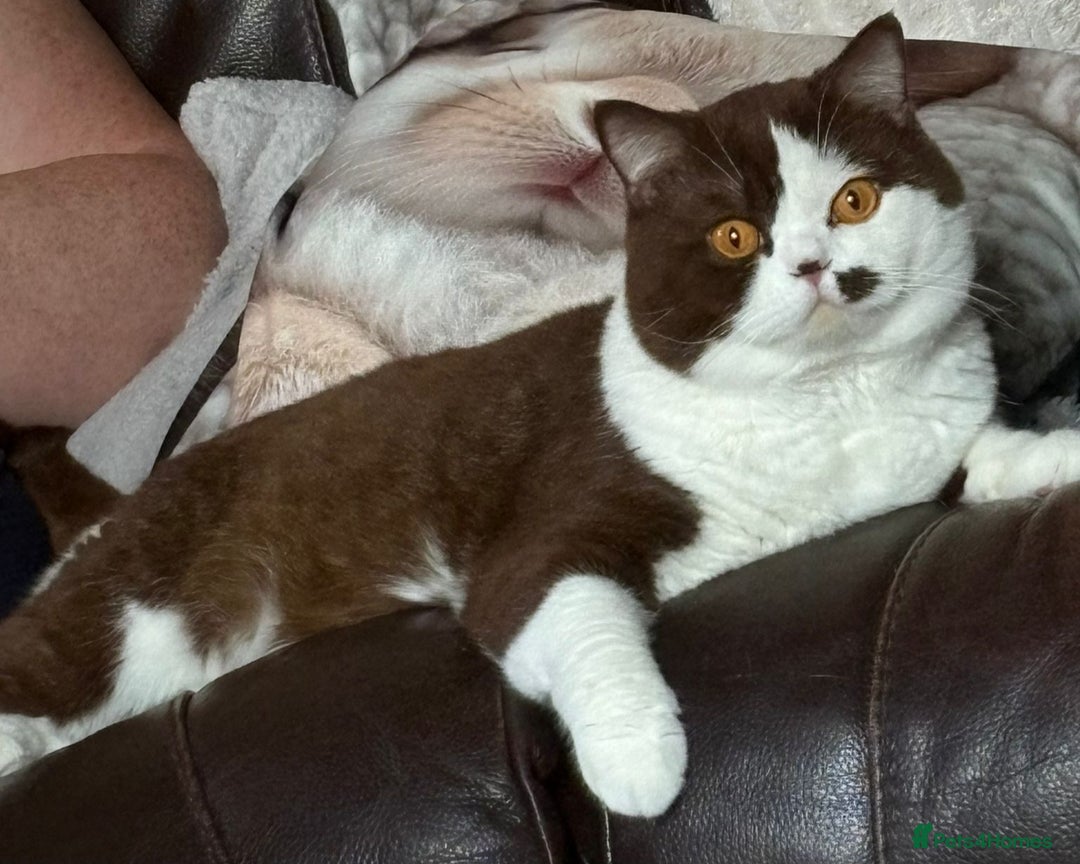 British Shorthair cats for stud: Stud only is our chocolate bi colour british  - Image 2