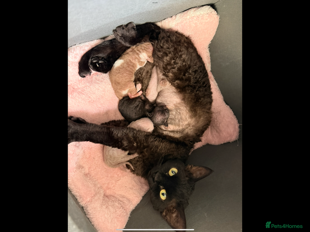 Devon Rex cats for sale: Female Devon Rex cinnamon and white  - Image 5