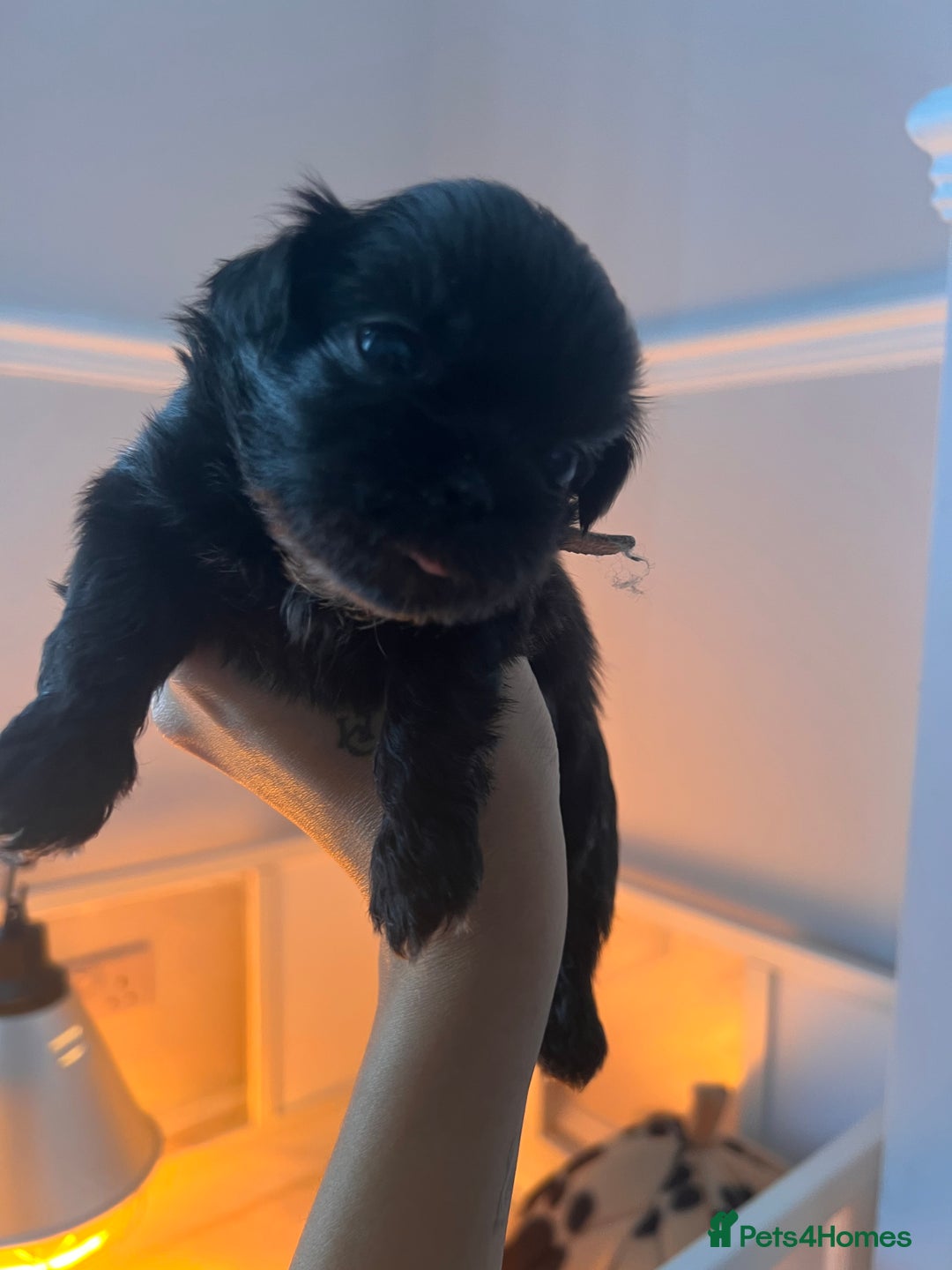 Shih Tzu dogs for sale: Shihtzu puppies - Image 8