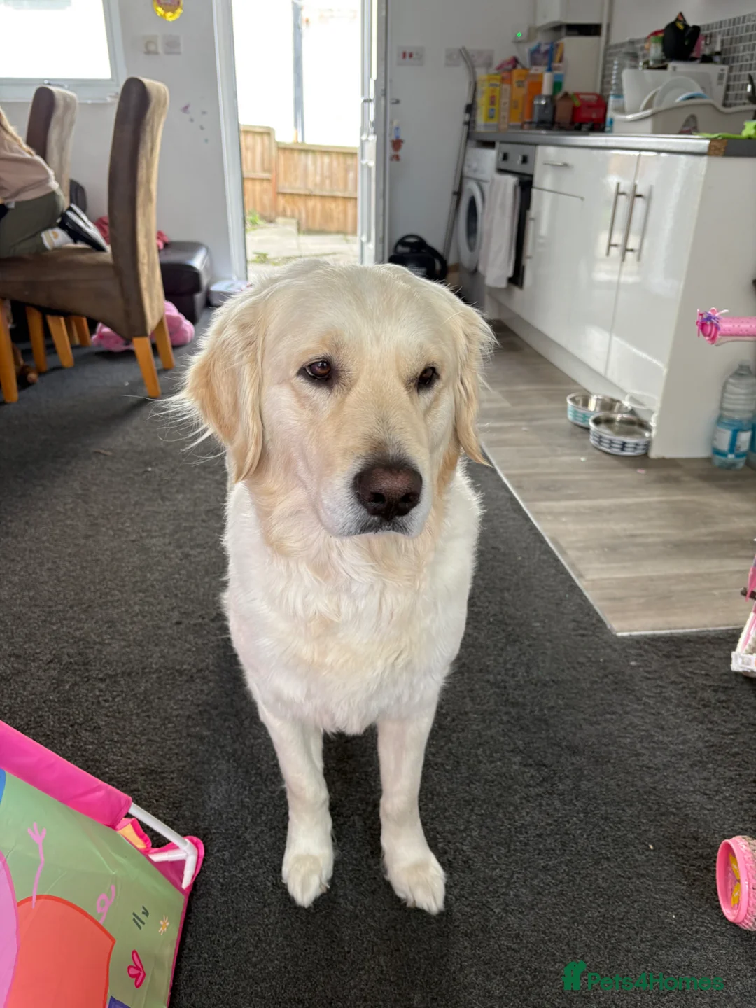 Golden Retriever dogs for stud: Healthy Golden Retriever Male in Barnsley - Advert 1