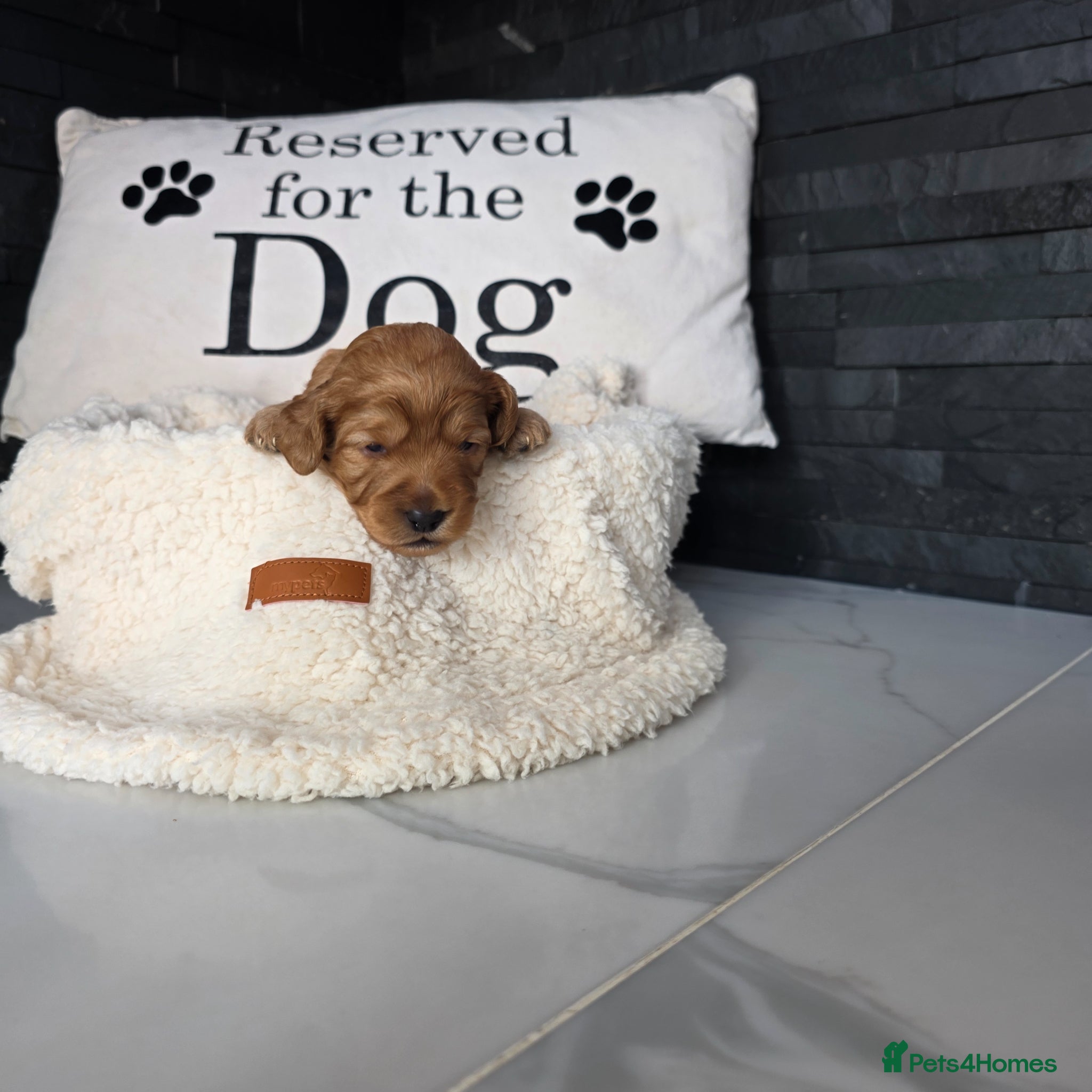 Cockapoo dogs for sale: Adorable f2 cockapoo  in Swadlincote - Advert 11