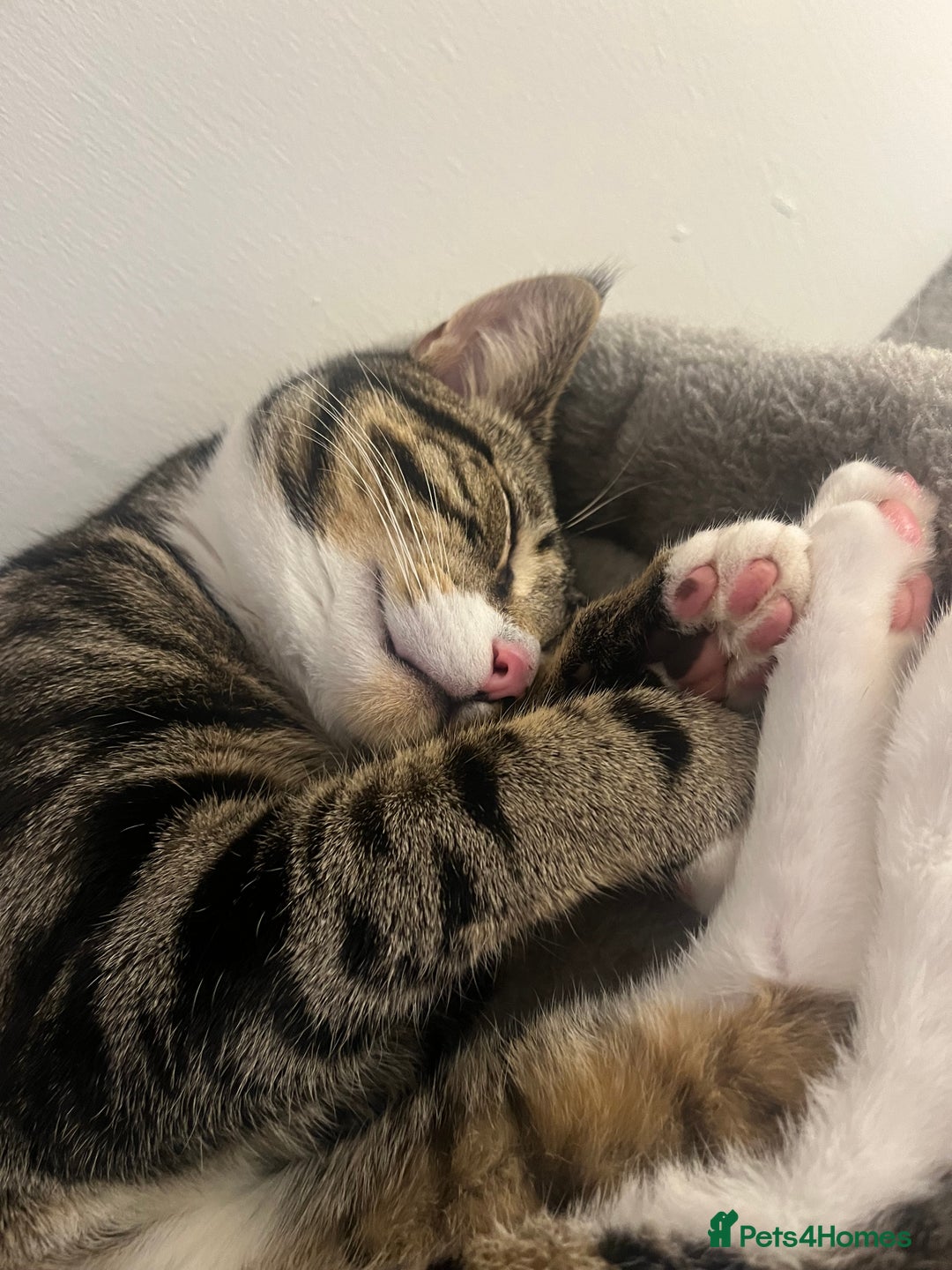 Domestic Shorthair cats for sale: Cat rehome  - Advert 8