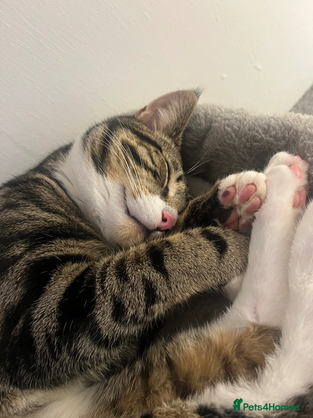 Domestic Shorthair cats for sale: Cat rehome  - Advert 8