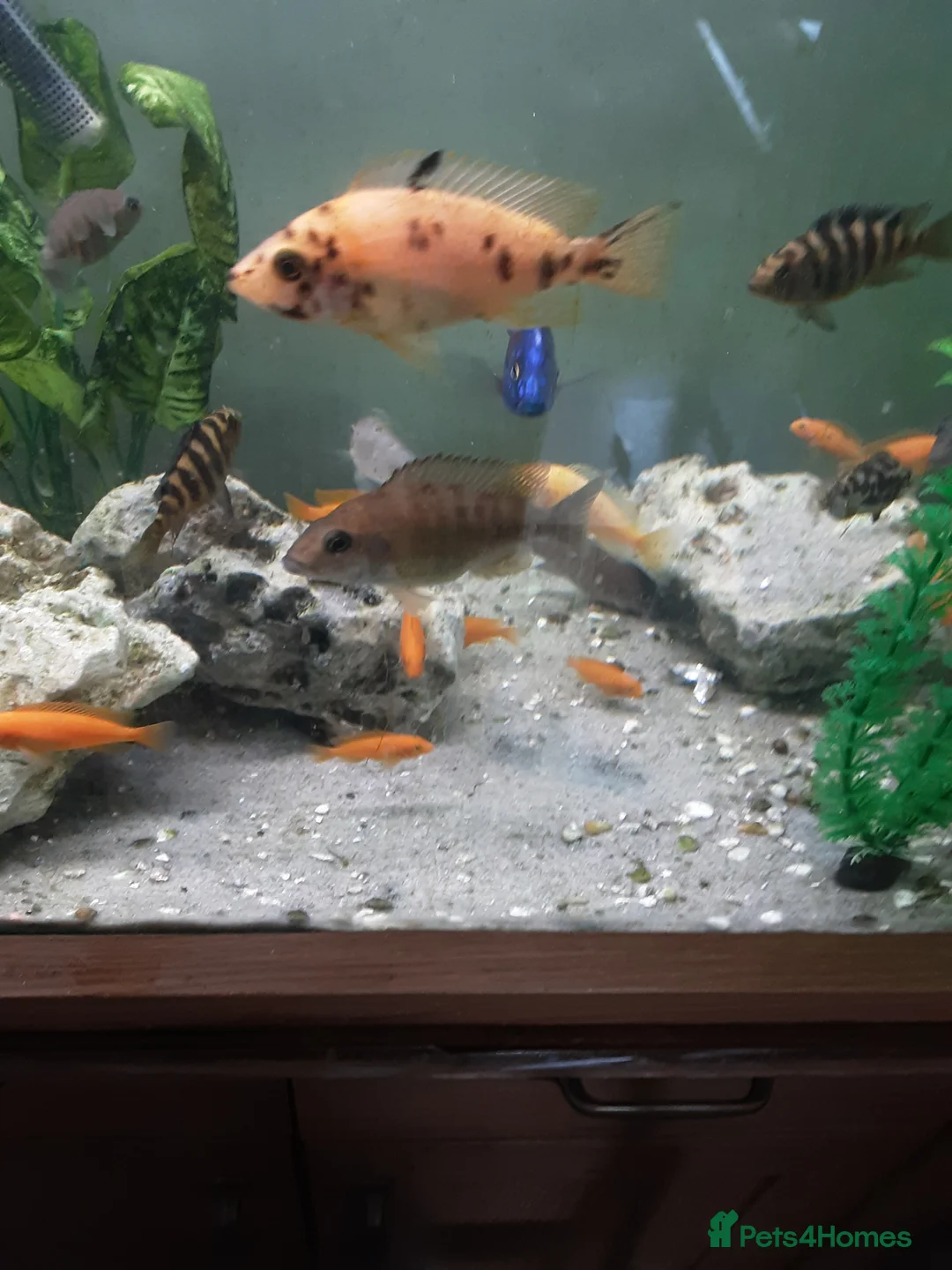 Cichlids fish for sale: Red zebra / orange malawi in South Shields - Advert 1