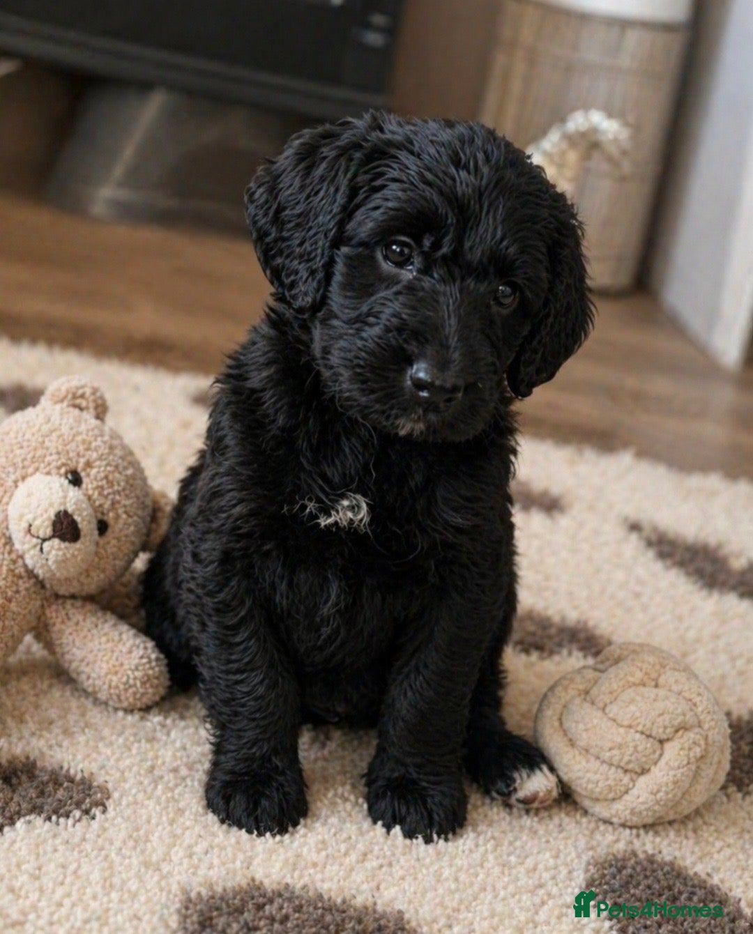 Goldendoodle dogs Beautiful miniature F1 Goldendoodle - Advert 2