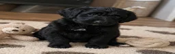 Goldendoodle dogs for sale: Beautiful miniature F1 Goldendoodle - Advert 18