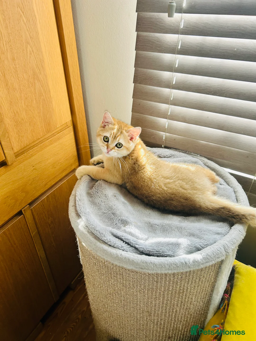 Scottish Fold cats for sale: Beautiful Golden Chinchilla kittens  - Advert 25