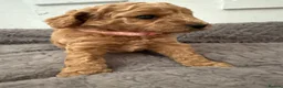 Cockapoo dogs for sale: Beautiful Cockapoo Puppies - Advert 9
