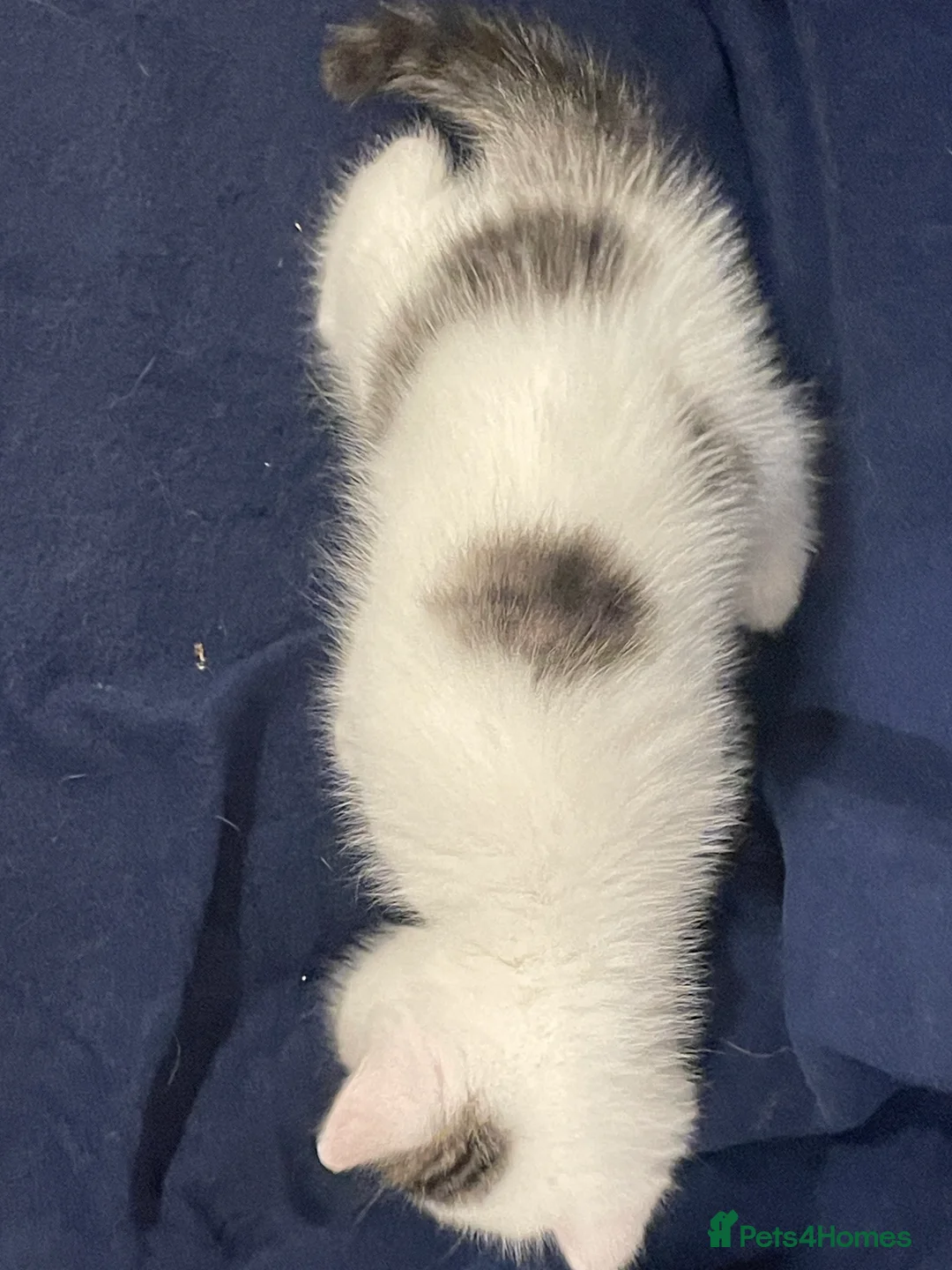 Exotic cats for sale: Gorgeous GCCF registered Exotic Shorthair kittens - Advert 6