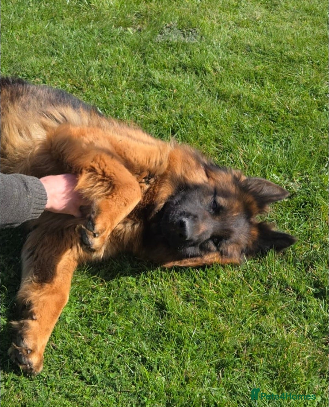 German Shepherd dogs for sale: One female left -QUALITY GSD PUPS LONG HAIR - Advert 2