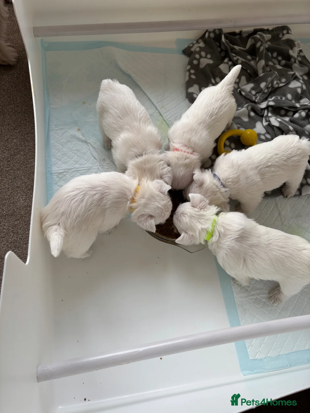 West Highland Terrier dogs for sale: West Highland Terriers  - Advert 4
