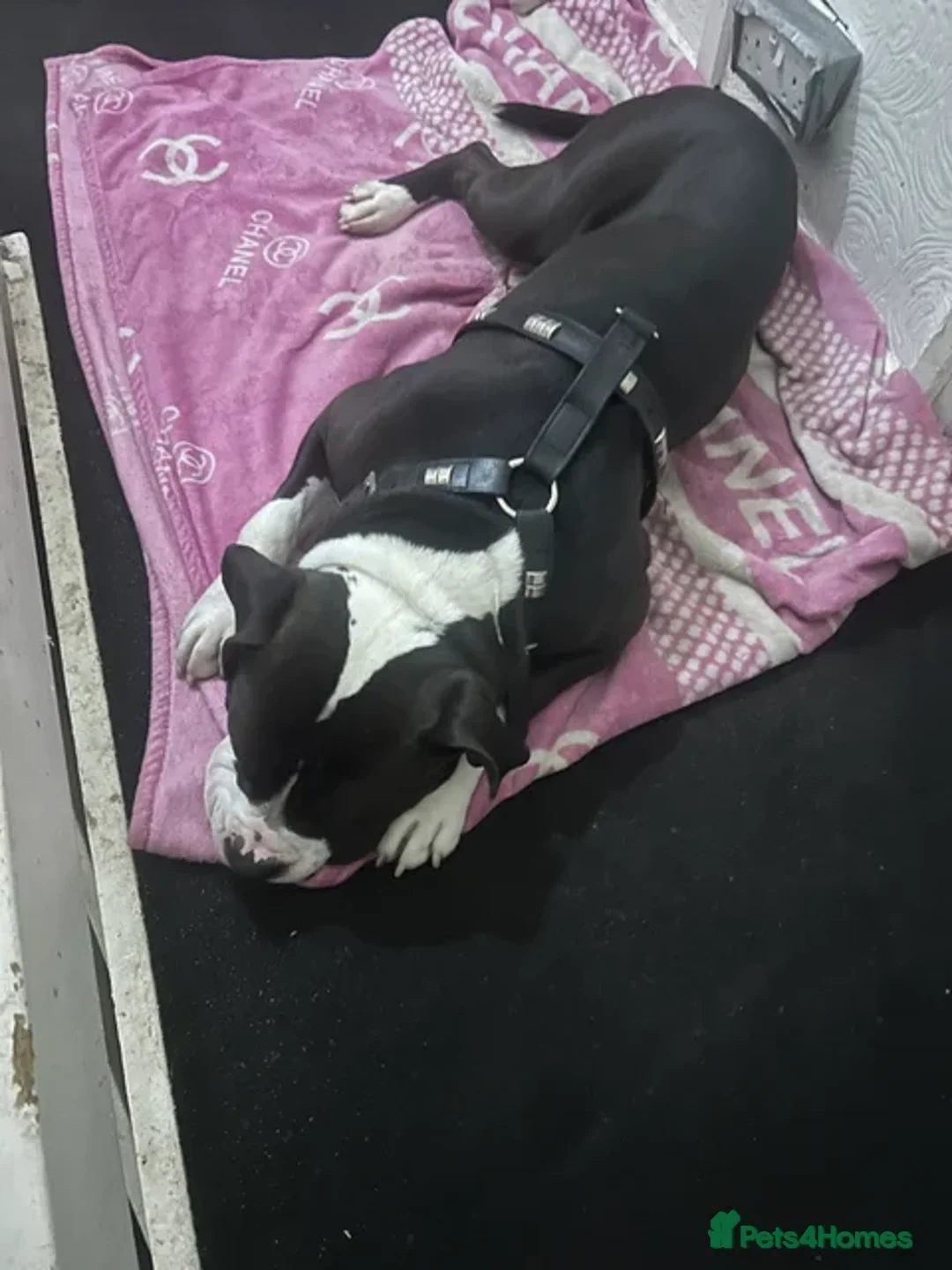 Mixed Breed dogs for sale: PUPPIES READY FOR NEW HOMES - 8 WEEKS+ OLD  - Advert 5