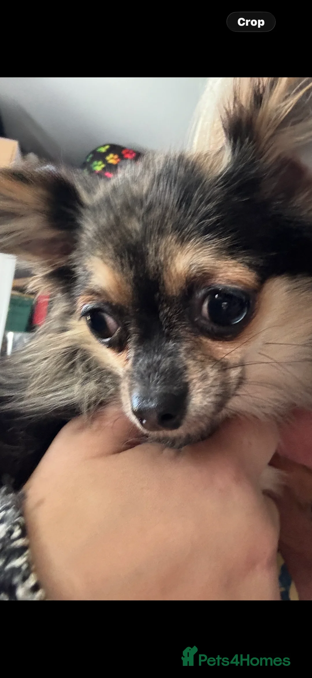 Chihuahua dogs for sale: Beautiful Merle Female Chihuahua  - Advert 2