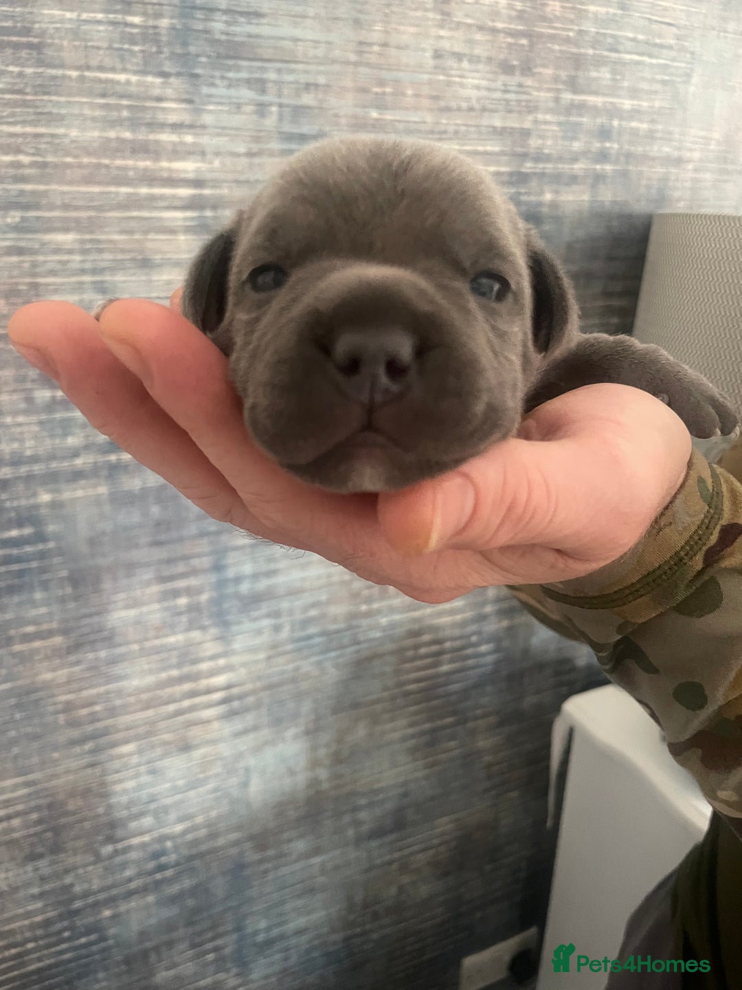 Staffordshire Bull Terrier dogs for sale: Blue Staffordshire bull terrier kc registered ❗️ - Image 27
