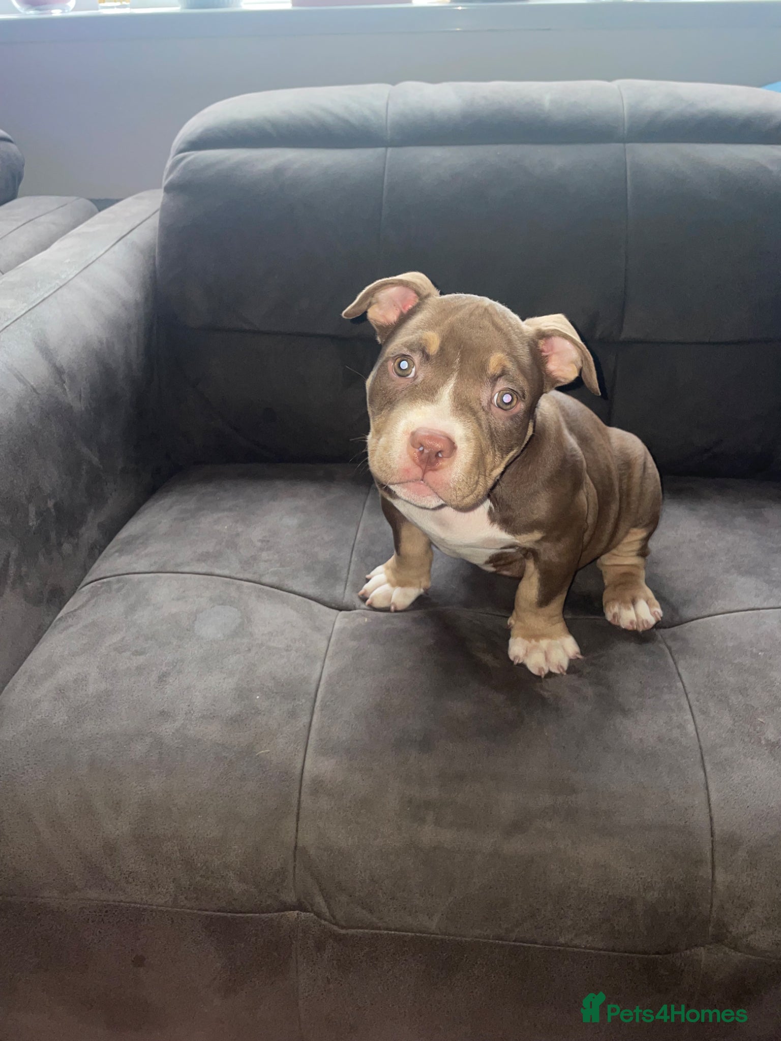 American Bully dogs POCKET BULLYS CHAMPION BLOOD LINES ABKC REGISTERD - Advert 5