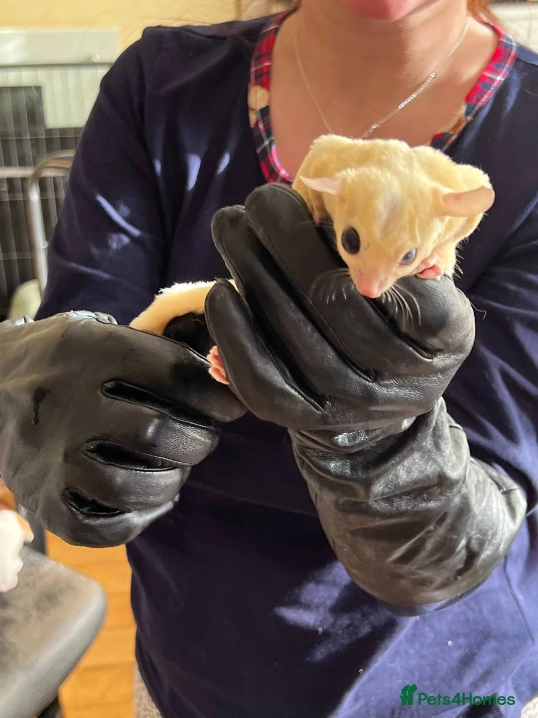 Sugar Glider rodents for sale: ✨ EXCEPTIONAL SUGAR GLIDER CLAN  - Advert 24