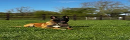Belgian Shepherd Dog dogs for sale: 14 month old male Malinois  - Advert 4