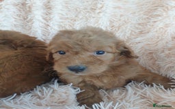 Cockapoo dogs for sale: Cockapoo Puppies PRA UNAFFECTED  - Image 7