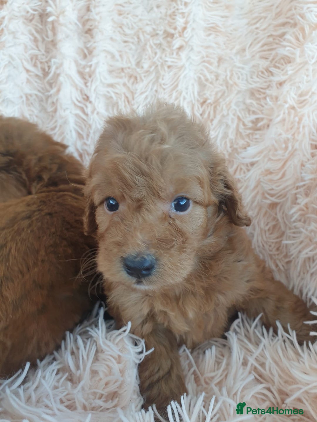 Cockapoo dogs for sale: Cockapoo Puppies PRA UNAFFECTED  - Image 7