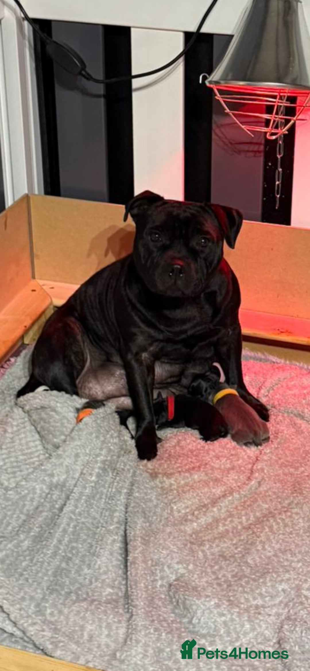 Staffordshire Bull Terrier dogs for sale: 4 Kc Reg Staffordshire Bull Terrier Females 🩷 - Advert 1