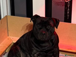 Staffordshire Bull Terrier dogs 4 Kc Reg Staffordshire Bull Terrier Females 🩷 - Advert 3