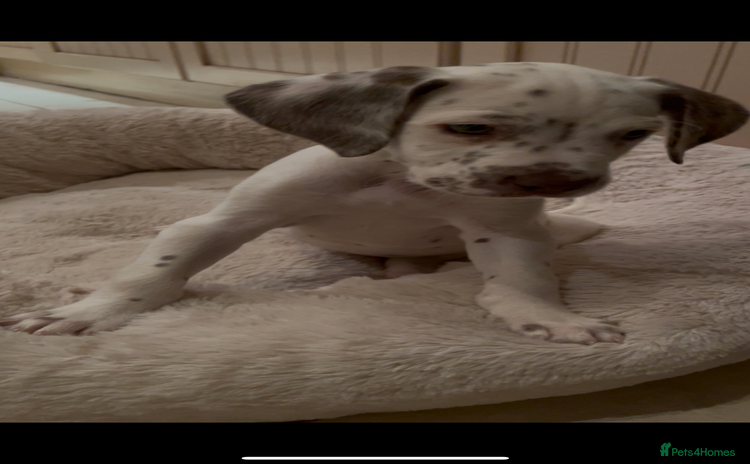 Mixed Breed dogs - Advert 8
