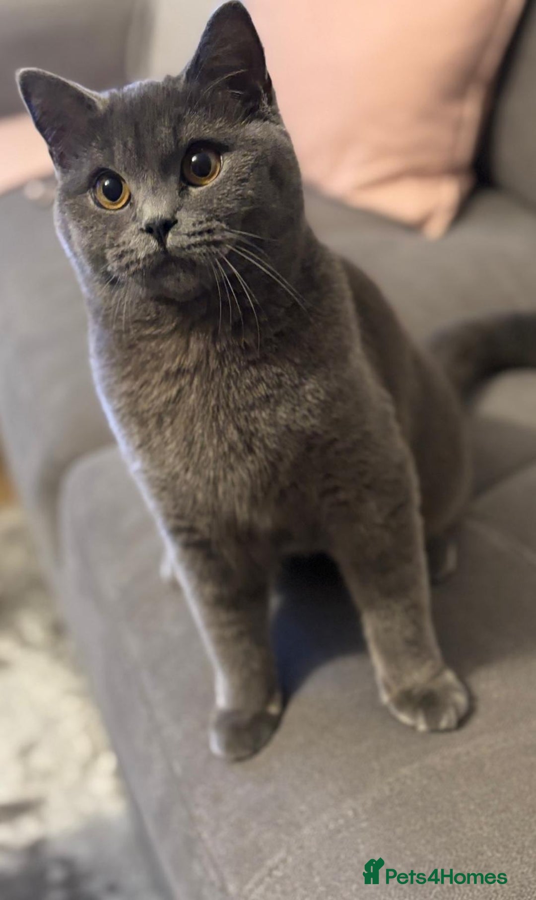 British Shorthair cats for sale: 4 British shorthair kittens available  - Advert 1